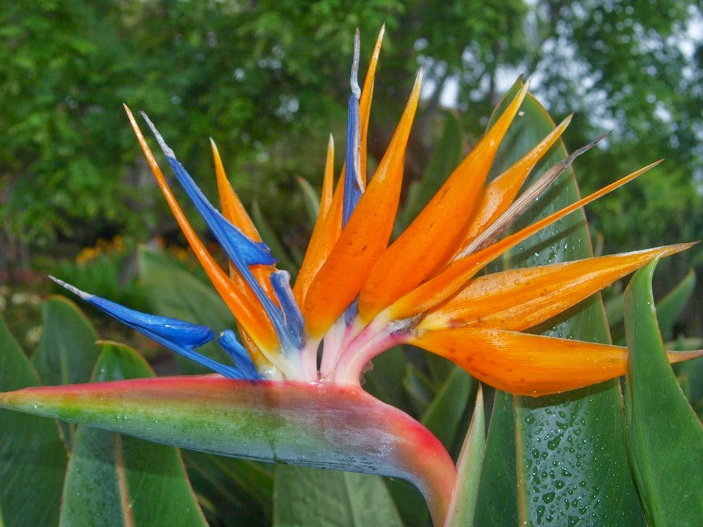 MyPhotoPics: Strelitzia reginae