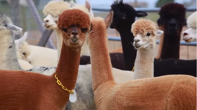 2016 Alpaca Owners Association Fleece Conference Fashion Blog By 2016 Alpaca Owners Association Fleece Conference Fashion Blog By