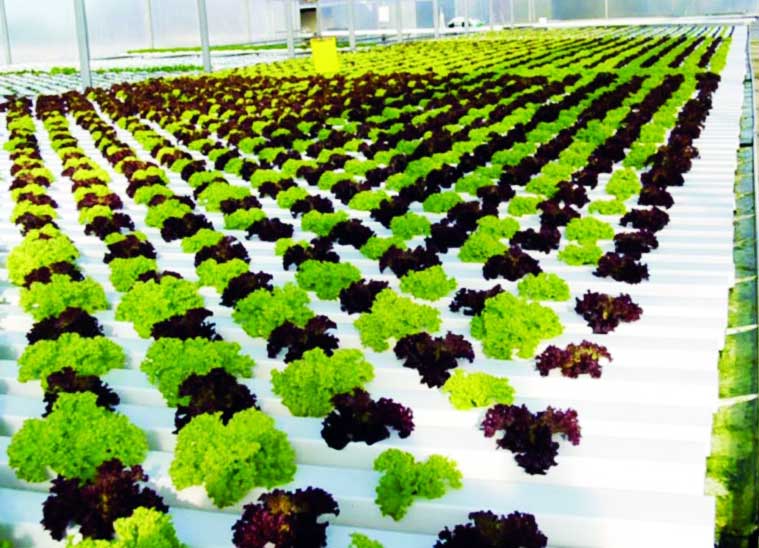 Panduan Lengkap Sistem Hidroponik untuk Pemula yang Sukses Panduan Lengkap Sistem Hidroponik untuk Pemula yang Sukses