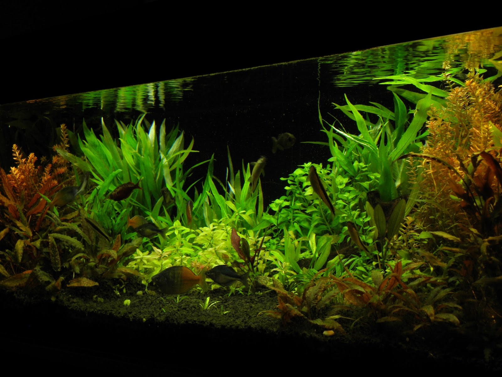 planted aquarium - 240l