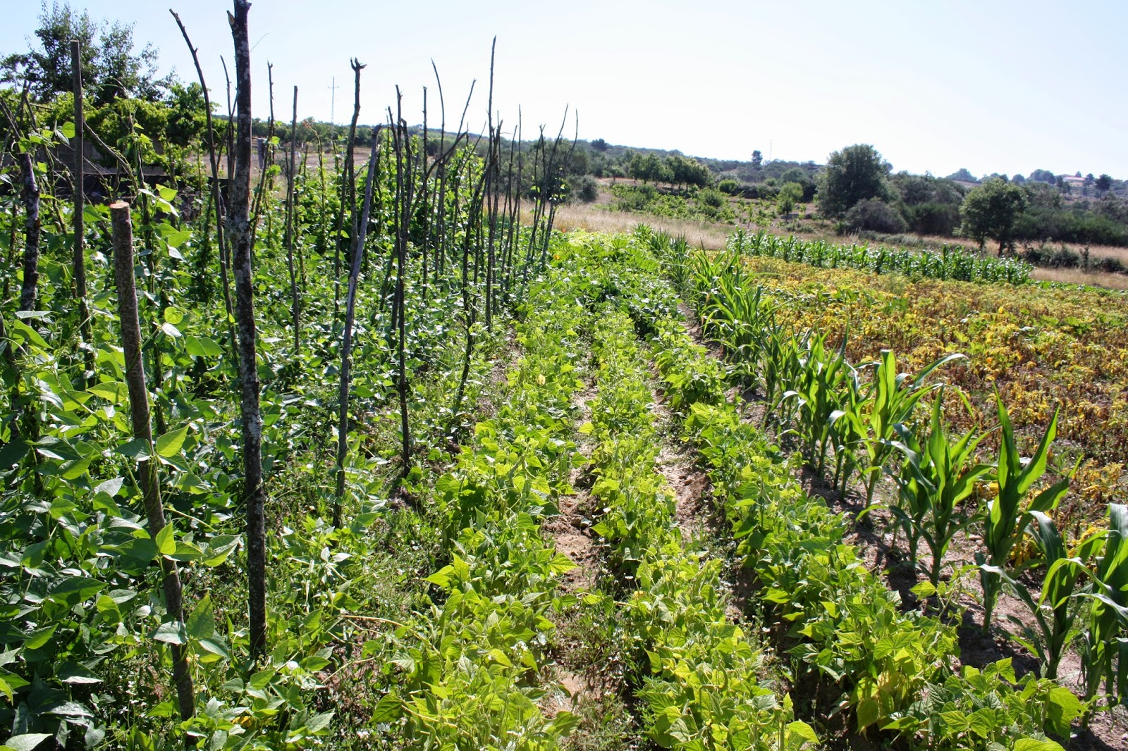 Lebução de Valpaços Uma horta no Pontão de Nozelos