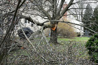 Bradford Pear broken tree