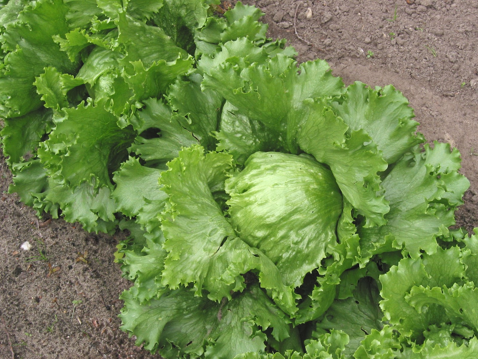 Lettuce Sunflower Family Asteraceae Lactuca Sativa Annual Plant