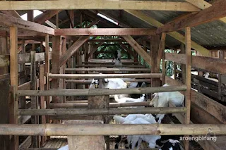 kampung rusa depok