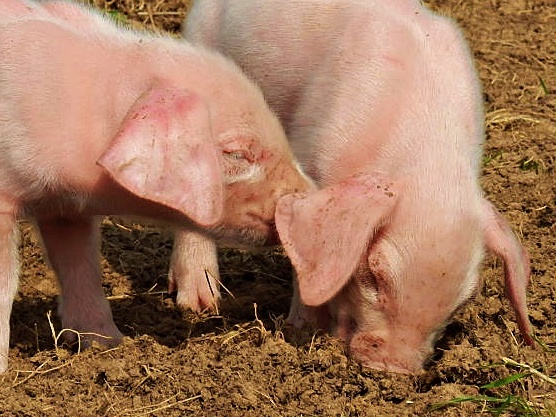 Piglets at the LOst Gardens of Heligan, Cornwall
