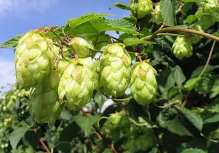 Hops herb