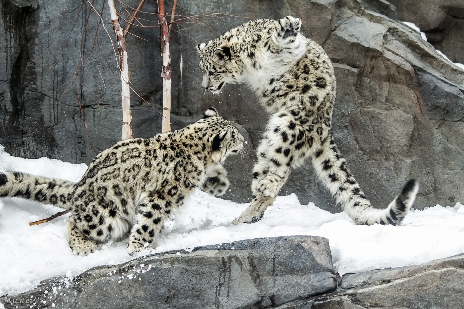 MickMickNYC Zoo Photography