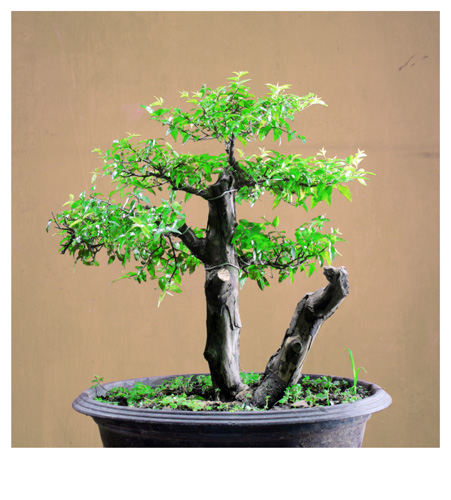  bonsai  semarang