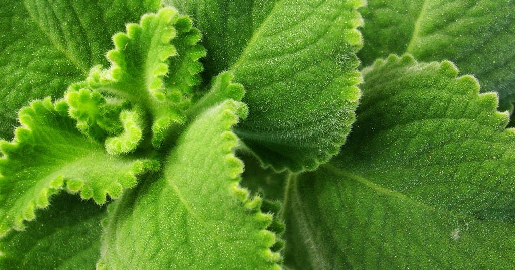 Królewska Zielarnia Olejek z oregano naturalny antybiotyk!