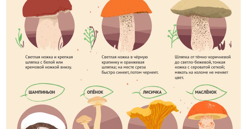 Как отличить съедобные от несъедобных