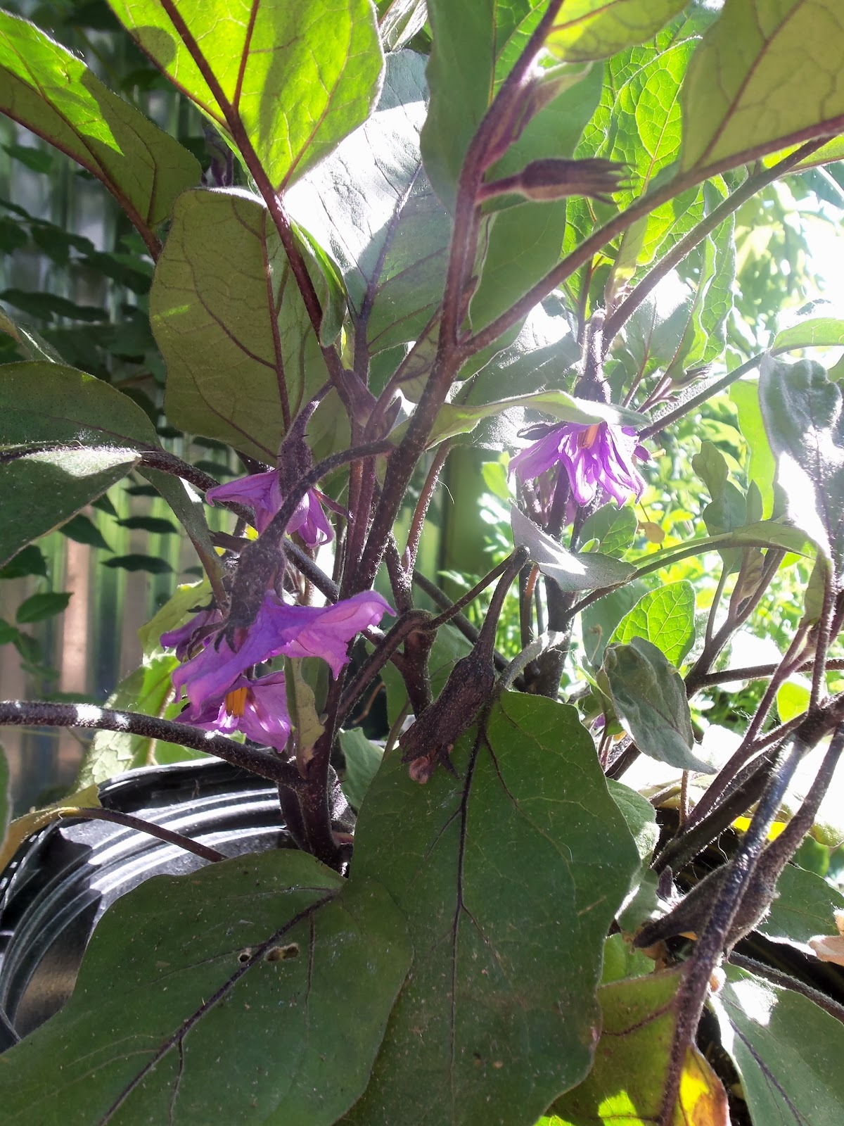 herb n studies The Birds & the Bees Handpollinating Eggplant
