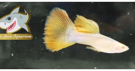 Cara Mendapatkan Guppy Big Dorsal Atau Shark Dorsal Aquarium Dan