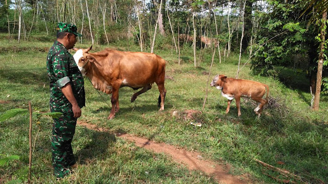 Warga Didorong Ternak Sapi di Momen TMMD 1 1.%2B%25281%2529