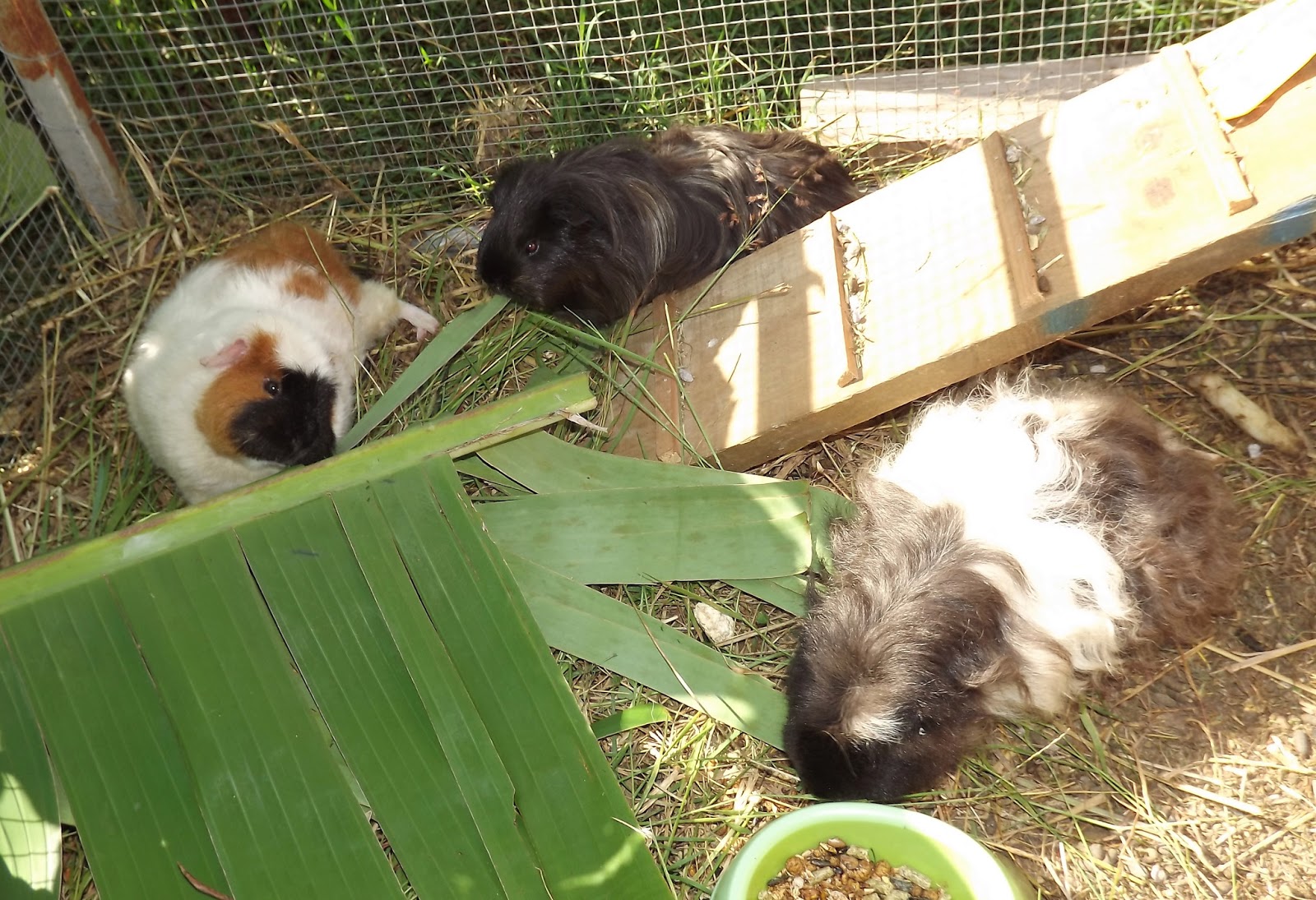 My Cavy Kingdom Guinea Pigs Like All Types Of Leaves