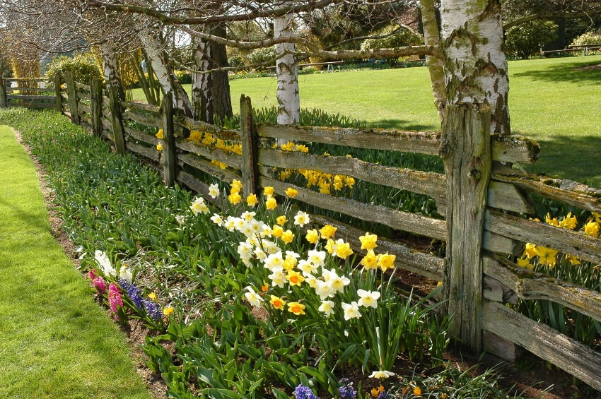 Two Men and a Little Farm: FLOWERS ALONG FENCE, INSPIRATION THURSDAY