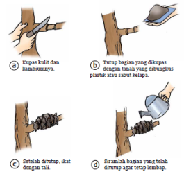 Sistem Reproduksi Pada Tumbuhan