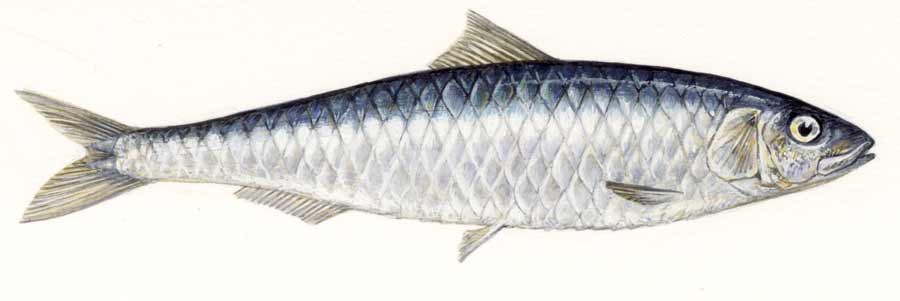 Resultat d'imatges de dibujo sardina