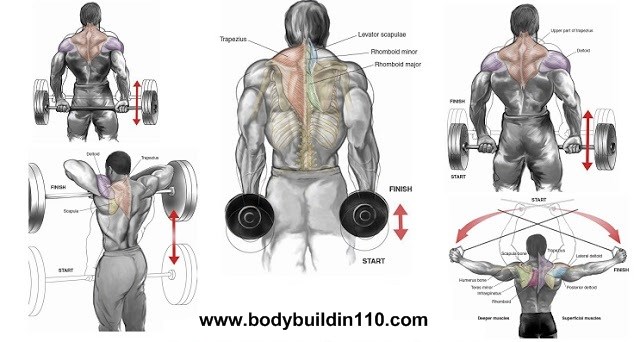 upper trap dumbbell workout