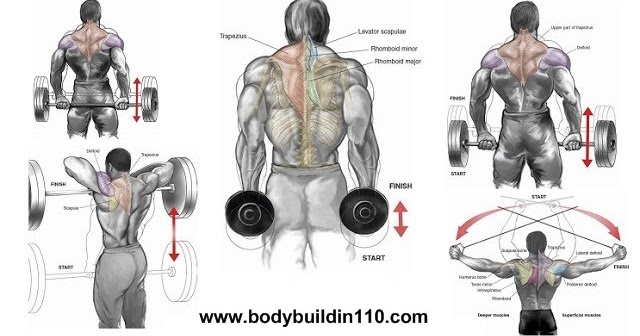 4 Best Trapezius Exercises For Size and Strength ~ www.bodybuilding110.com