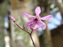 Orquídeas endêmicas