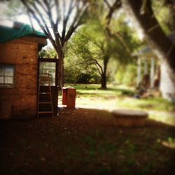 The Oak Leaves