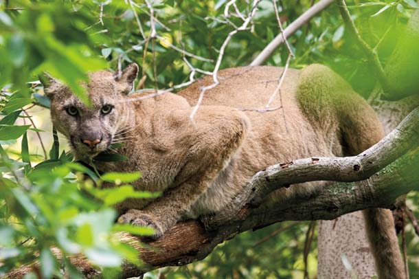 Wolves, Wolf Facts, Cougars, Cougar Facts, Coyotes, Coyote Facts - Wolves,  Cougars, Coyotes Forever: Are deer cached in trees evidence of cougars?  Helen Mcginnis and Chris Spatz of Cougar Rewilding as well