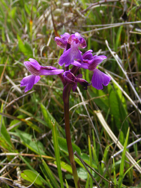 Green-winged Orchid Anacamptis morio.  Indre et Loire, France. Photographed by Susan Walter. Tour the Loire Valley with a classic car and a private guide.