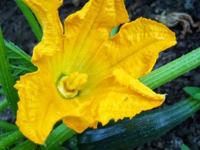 Detalle de la flor femenina abierta del calabacín