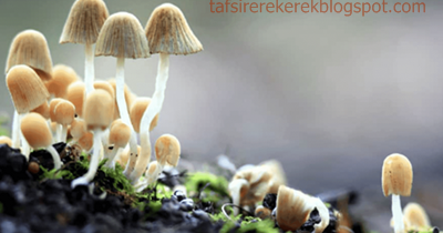 10 Tafsir Mimpi Lihat Jamur Menurut Erek Erek 2D 3D 4D - Tafsir Erek Erek