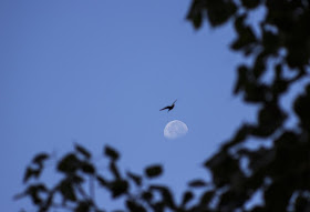 skywatch, moon, morning, bandra, bird, blue sky, mumbai, india, tree leaves, nature, 
