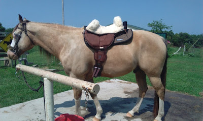 Horse treeless saddle pad reviews - Barefoot Physio bareback pad Horse treeless saddle pad reviews - Barefoot Physio bareback pad