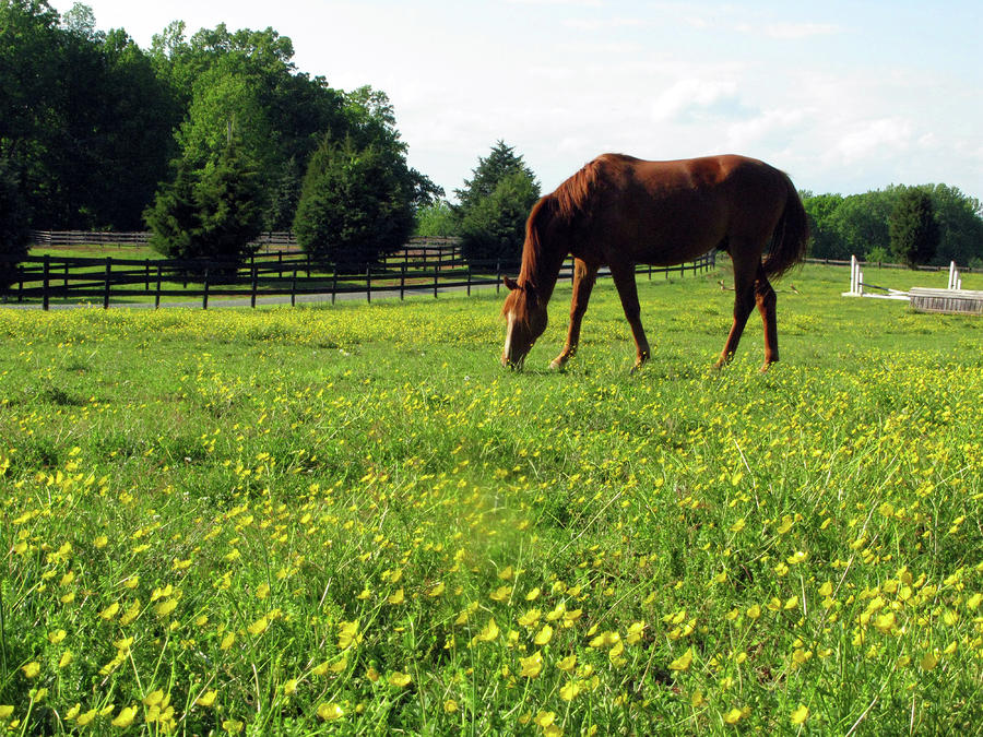 Catherine's World of Horses Poisonous Buttercups? Keep You Horse
