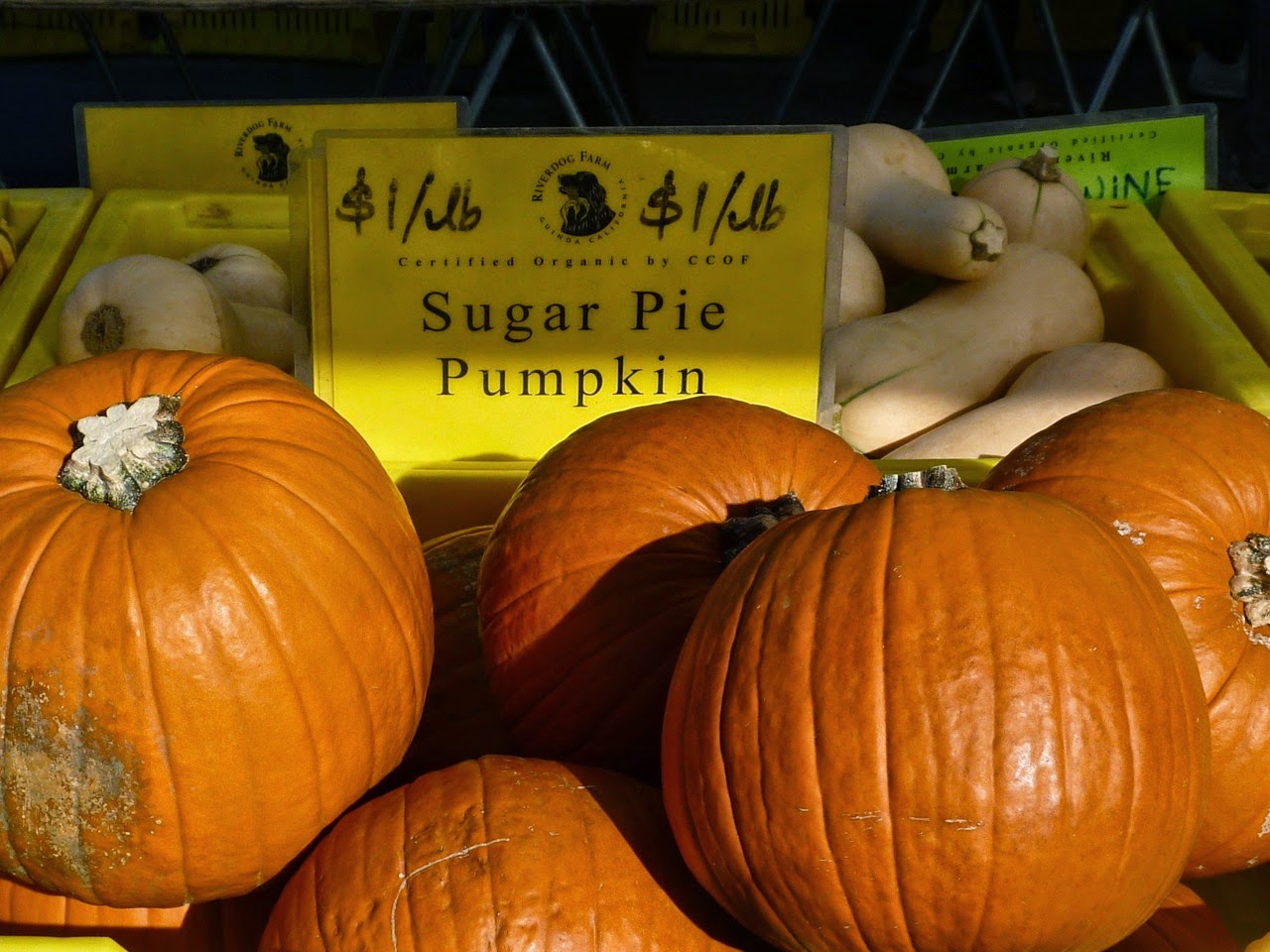 pumpkin surprise essay Danny and i are making a pumpkin pie today and now for 5 thanksgiving tidbits: consider jordan ferney’s amazing tradition of a surprise ball. pumpkin surprise essay Danny and i are making a pumpkin pie today and now for 5 thanksgiving tidbits: consider jordan ferney’s amazing tradition of a surprise ball.