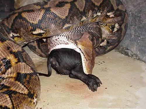 gambar ular terbesar di dunia makan orang - gambar ular