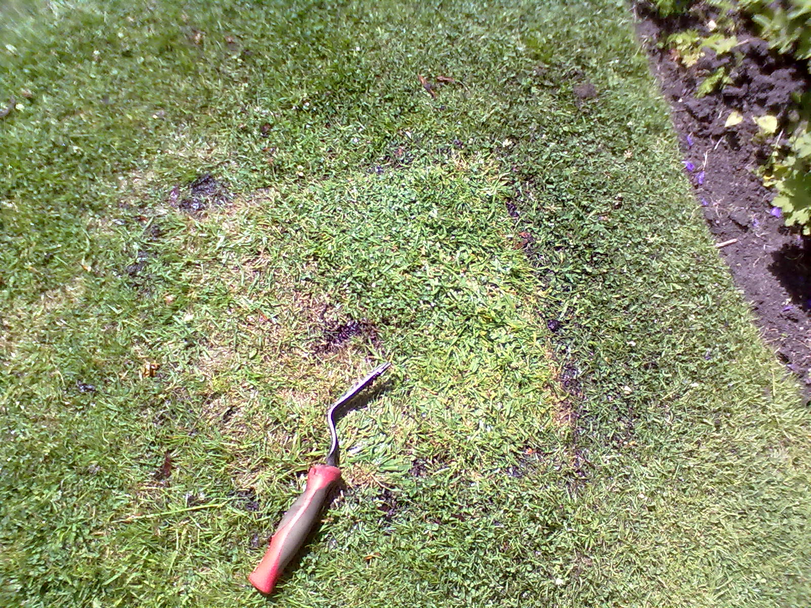 Rachel the Gardener How to deal with tree roots in the lawn