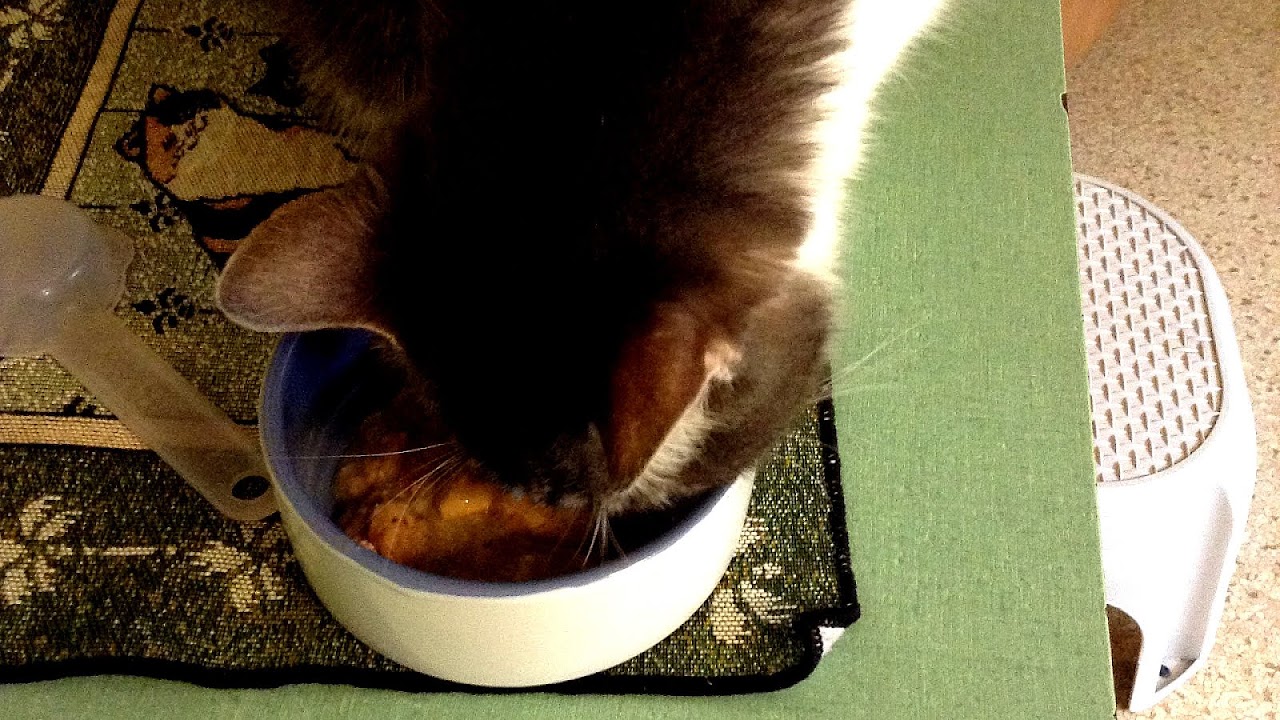 Cat Ate Fish Food Fish Choices