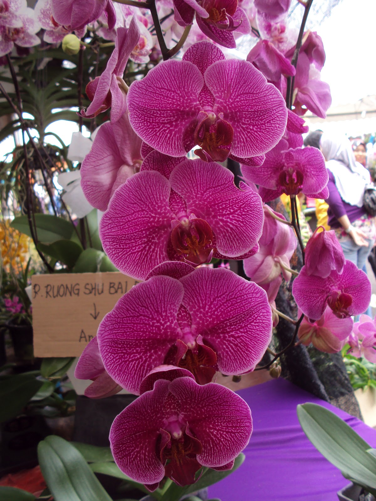 Hitam Putih Kehidupan: KEINDAHAN BUNGA