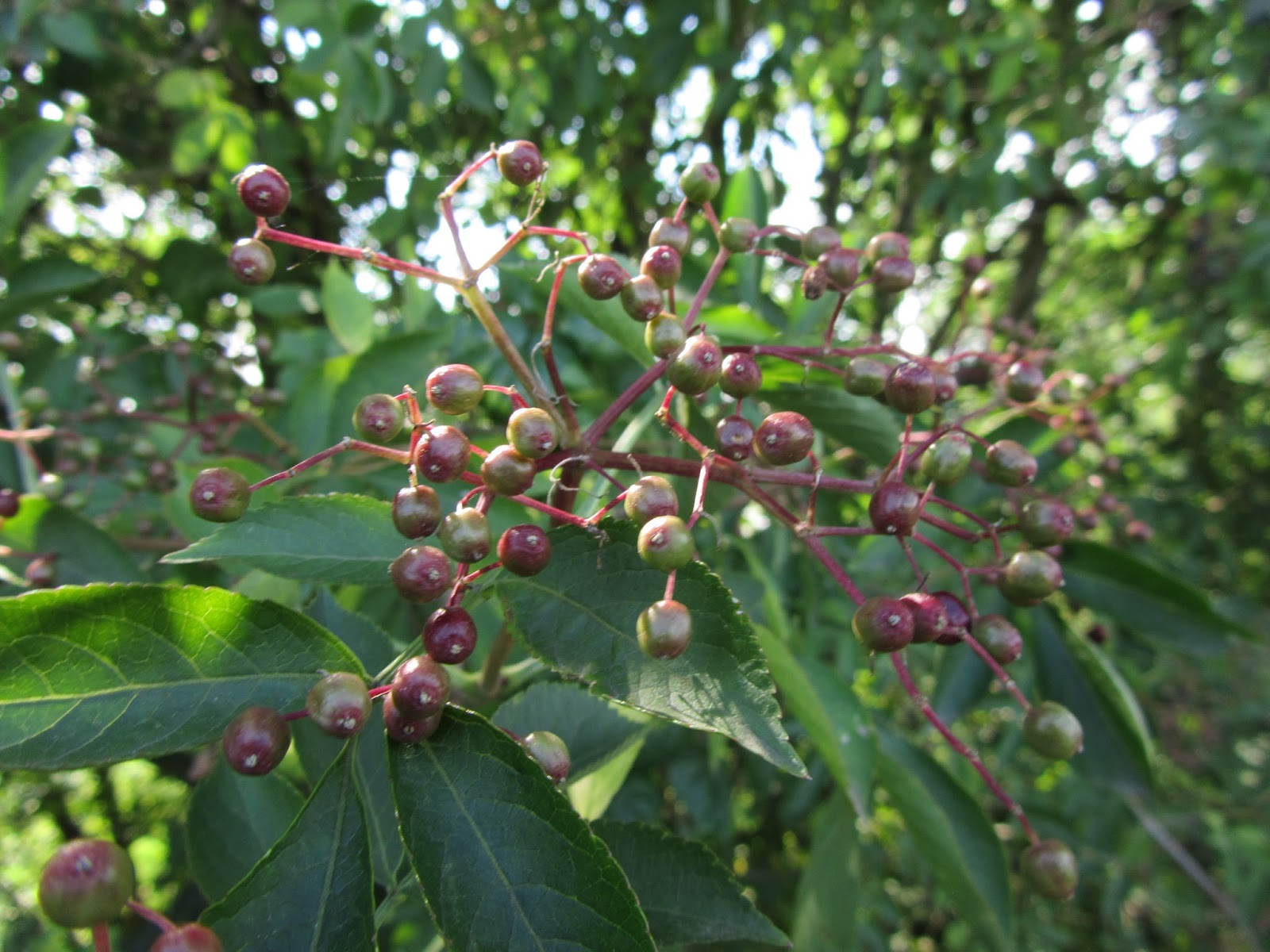 Coltivazione del Sambuco (Sambucus nigra), Dove Cresce? Il Gusto