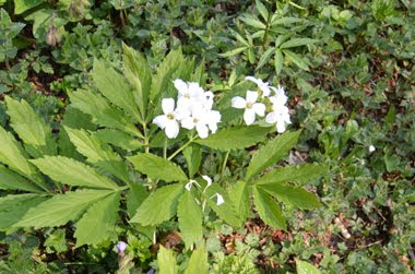 Cardamine eptaphylla (Dentaria pennata)