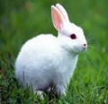 tavşan