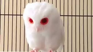 Jual Owl Jual Owl Sidoarjo