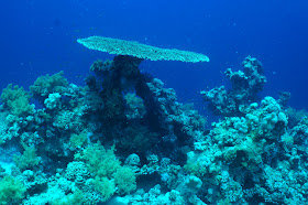 Underwater Scene