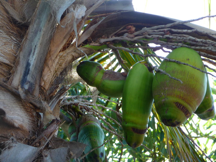 Florida Awesomeness coconuts