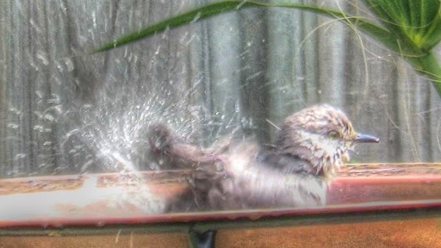 Mockingbird Taking a Birdbath