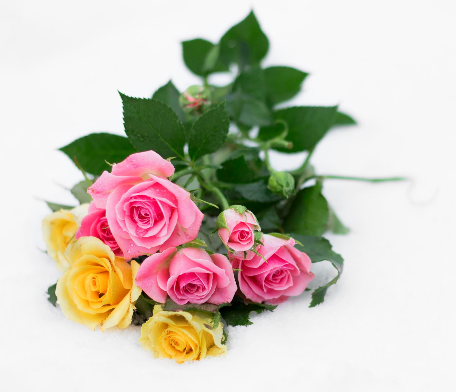 Banco de Imágenes Gratis: 25 fotos de rosas rojas, arreglos florales y  postales para el Día del Amor y la Amistad. - Happy Valentine's Day