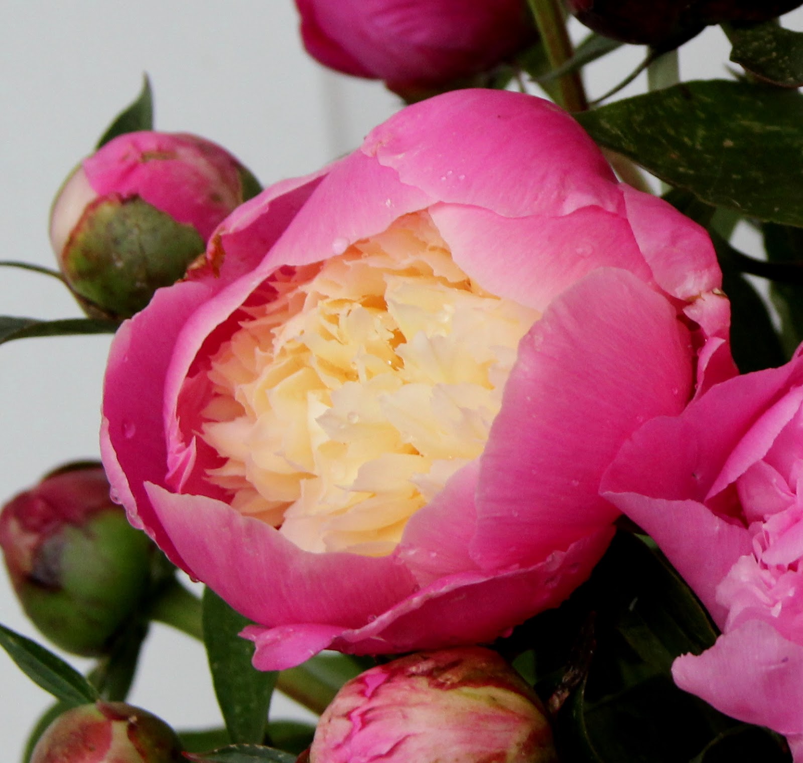 Herbaceous Peonies Tinkled Pink In Spring Arrangements Sowing The Seeds