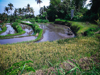 Natural Rice Fields Scenery With A Farmer Plowing Fields At Ringdikit Village, North Bali, Indonesia