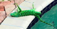 Fuente: http://www.elimparcial.com/EdicionEnLinea/Notas/Internacional/08012018/1297911-Iguanas-se-descongelan-y-atacan-a-la-gente-en-Florida.html Iguana paralizada