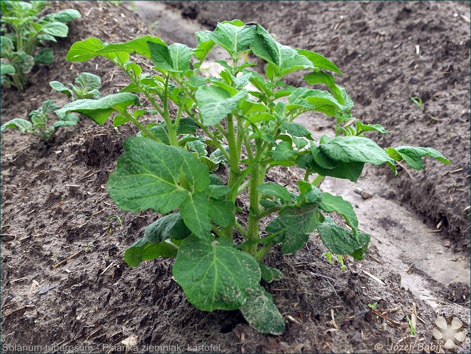 Solanum tuberosum - Psianka ziemniak, kartofel pokrój