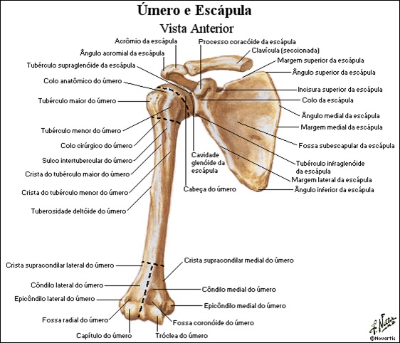 Atlas de anatomia humana fattini